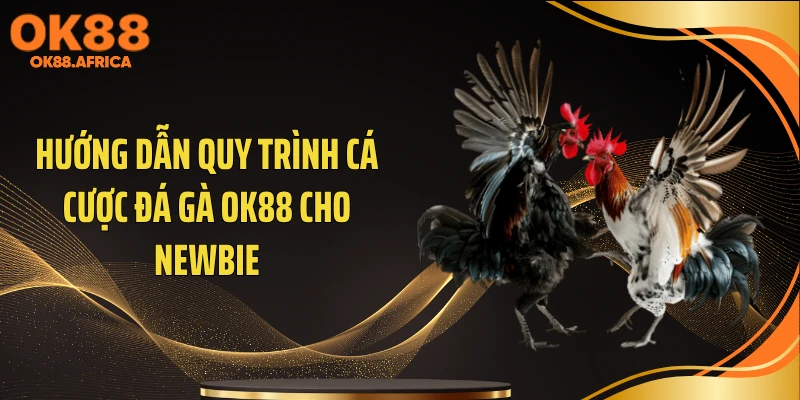Hướng dẫn quy trình cá cược đá gà OK88 cho newbie