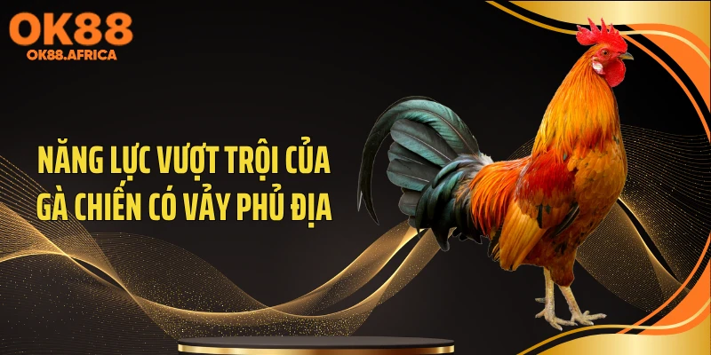 Năng lực vượt trội của gà chiến có vảy phủ địa