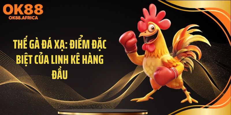 Thế Gà Đá Xạ: Điểm Đặc Biệt Của Linh kê Hàng Đầu