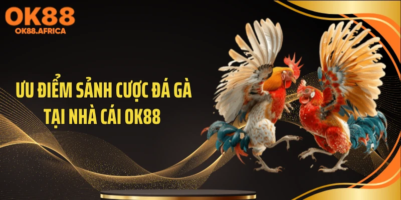 Ưu điểm sảnh cược đá gà tại nhà cái OK88